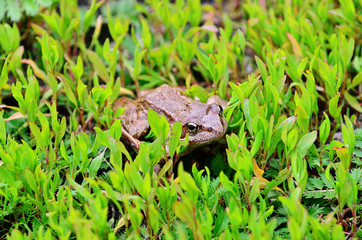 Frog in grass. A frog in the wild.