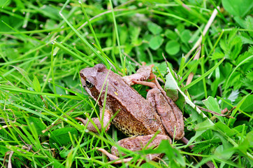 Frog in grass. A frog in the wild.