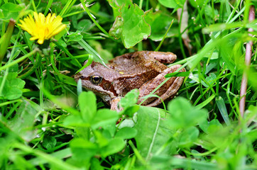 Frog in grass. A frog in the wild.