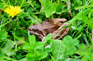 Frog in grass. A frog in the wild.