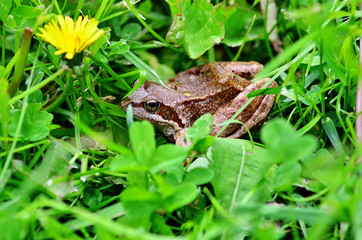 Frog in grass. A frog in the wild.