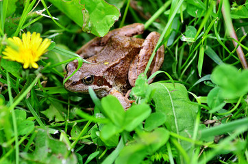 Frog in grass. A frog in the wild.