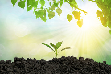 Planting trees in the ground the environment and the ecology.