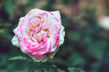 background nature Flower rose. Pink flowers. Background blur