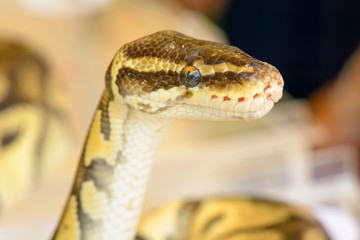 Fototapeta premium Albino burmese python is curled up. Its pet tame.