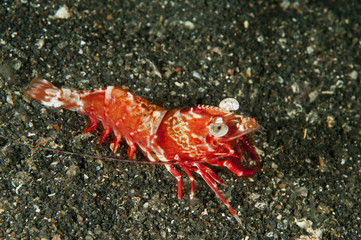 Humpback prawn, Metapenaeopsis lamellata, Sulawesi Indonesia.