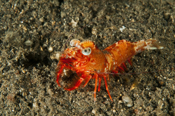 Humpback prawn, Metapenaeopsis lamellata, Sulawesi Indonesia.
