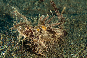 Ambon scorpionfish, Pteroidichthys amboinensis, Sulawesi Indonesia.