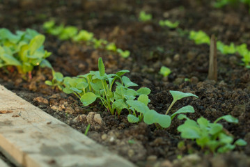 new fresh salad seedlings in fertile soil