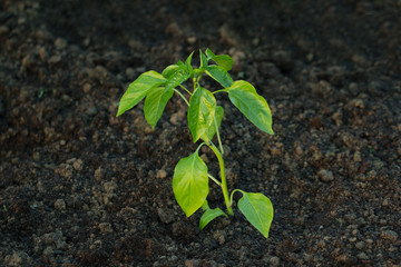 freshly planted pepper plant
