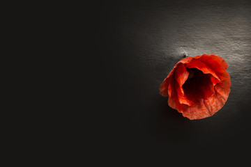 Red poppies. The concept of the Remembrance days
