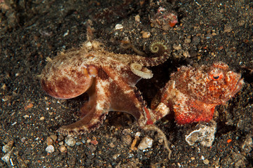 Octopus, Amphioctopus marginatus, attacking a bandtail scorpionfish, Scorpaenopsis neglecta, Sulawesi Indonesia.