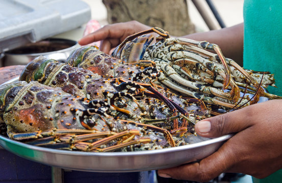Grillen frischer Langusten an karibischer Strandbar  / Samara :)