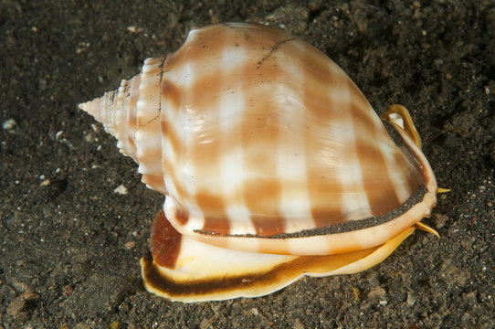 Helmet shell, Phalium bandatum, Sulawesi Indonesia.