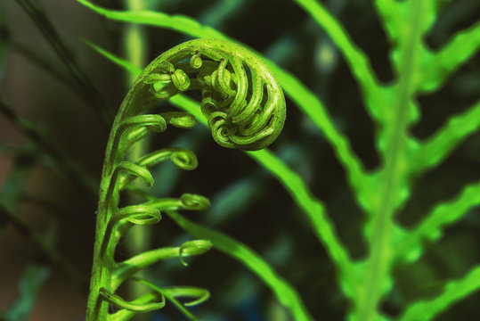 Natural background. Unravelling fern frond closeup. Background blur