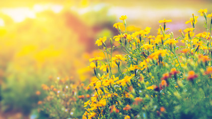 Obraz premium background nature Flower Mexican Aster. yellow flowers. In the flower garden.