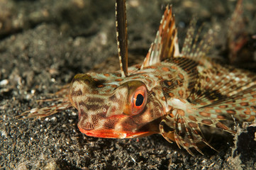 Helmet gurnard, Dactyloptena orientalis, Sulawesi Indonesia.