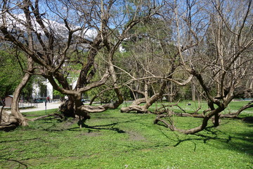 Schr&auml;ge B&auml;ume