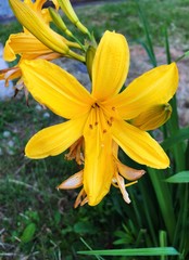 Beautiful yellow Lily on the flower bed