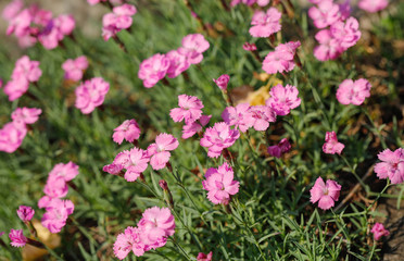 The blooming flowers.