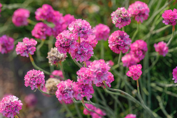 The blooming flowers.