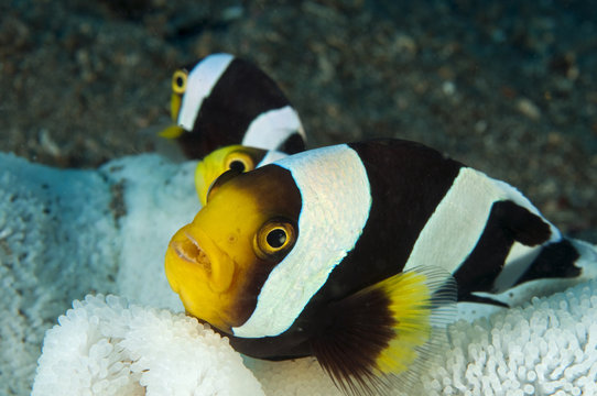 Saddleback anemonefish, Amphiprion polymnus, in a bleached anemone Sulawesi Indonesia.