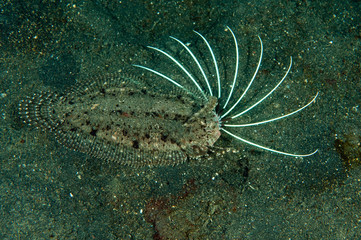 Cockatoo flounder, Samaris cristatus, Sulawesi Indonesia.