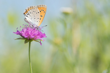 Copper butterfly on the flower