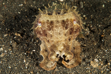 Cuttlefish, Sepia latimanus, Sulawesi Indonesia.