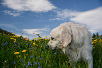 beautiful golden retriever dog