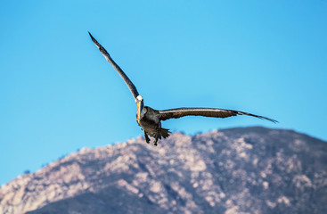 Pelican flying over Santa Barbara