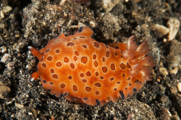 Fototapeta na wymiar Nudibranch Dendrodoris albopurpura Lembeh Strait Sulawesi Indonesia