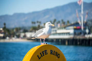 Seagull sitting on a Life Ring at the Santa Barbara Pier in California