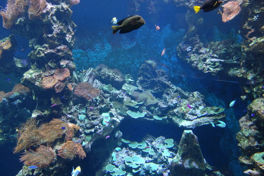 Korallenbewohner