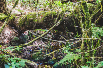 Forests and streams of upstream sources Natural stream