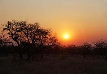 Fototapeta na wymiar Sunset in African bush