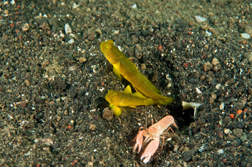Banded shrimpgoby, Cryptocentrus cinctus, and shrimp, Alpheus sp., Sulawesi Indonesia.