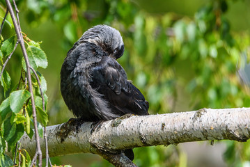The crow cleans feathers. It sits on a branch.