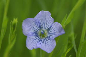 Jeune fleur de lin