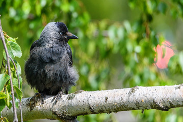 the crow sits on a branch