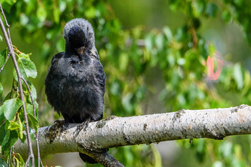 The crow cleans feathers. It sits on a branch.