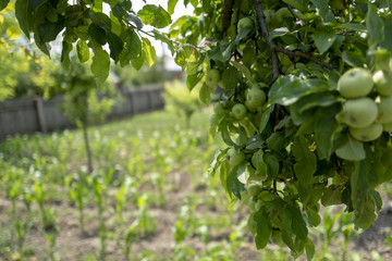 Apple tree branch
