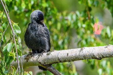 The crow cleans feathers. It sits on a branch.