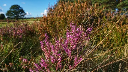 Heidekraut in der L&uuml;neburger Heide