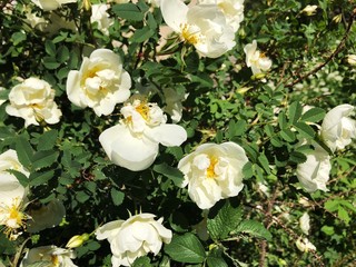 Beautiful white rose on the flower bed 