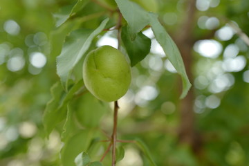 green apricot