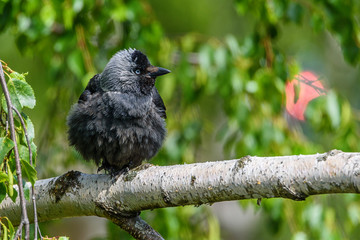 the crow sits on a branch