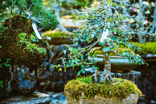 Natural Park Bonsai Tree. In the park