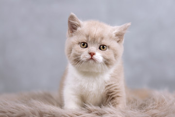 Katzenbaby in fawn-white guckt verträumt