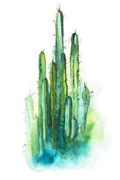 Watercolor hand drawn spiky cactus isolated on white